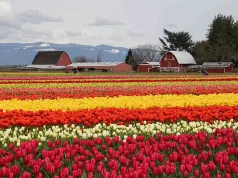 Tulip Town Opens April 1: Where Blooms, Bubbles, and Unforgettable Experiences Await!
