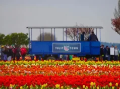 Skagit Valley, WA: Tulip Town Ride, Sip, Stroll & Wag (dogs are FREE!)