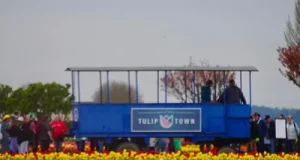 Skagit Valley, WA: Tulip Town Ride, Sip, Stroll & Wag (dogs are FREE!)