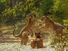 Madhya Pradesh: A Leading Destination for Tiger Conservation and Wildlife Tourism