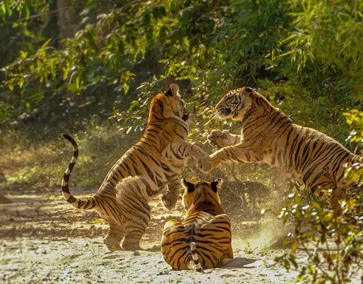 Madhya Pradesh: A Leading Destination for Tiger Conservation and Wildlife Tourism