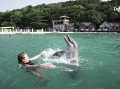 Unforgettable Experience at Dolphin Cove Ocho Rios