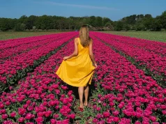7 Tips for Visiting Tulip Festivals in Washington State