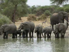 The Ultimate Guide to Choosing the Right Safari for a Luxurious, Unforgettable Experience, explained by Sassabi Expeditions a Top Tanzania Tour Operator.