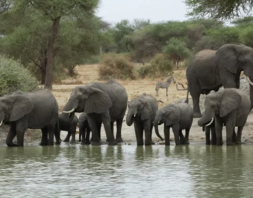 The Ultimate Guide to Choosing the Right Safari for a Luxurious, Unforgettable Experience, explained by Sassabi Expeditions a Top Tanzania Tour Operator.