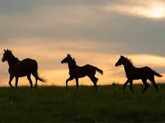 Unique Hotel Concierges of the World