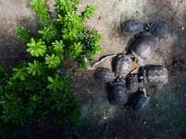 Overhead shot: A group of tortoises gathered around a small pile of food on the ground.