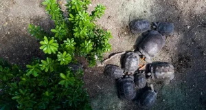 World Turtle Day: Conservation Comes Alive in Antigua and Barbuda Overhead shot: A group of tortoises gathered around a small pile of food on the ground.
