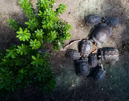 World Turtle Day: Conservation Comes Alive in Antigua and Barbuda Overhead shot: A group of tortoises gathered around a small pile of food on the ground.