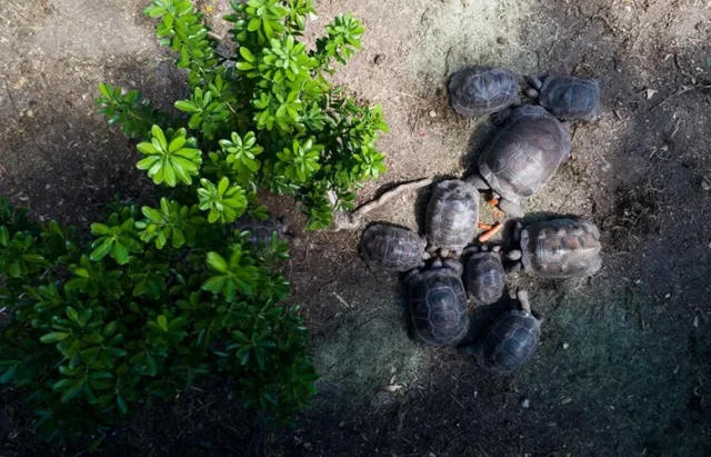 Aldabra Giant Tortoises copy Overhead shot: A group of tortoises gathered around a small pile of food on the ground.