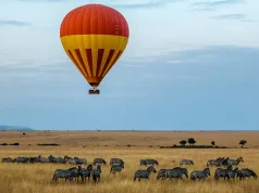 Explorations Company Launches New Collection of Bespoke Wildlife Journeys