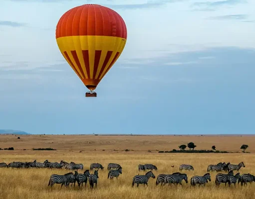 Explorations Company Launches New Collection of Bespoke Wildlife Journeys