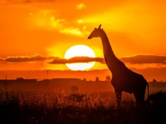 Tribe Hotel, a Family-Owned & Operated Five-Star Luxury Property in Nairobi, Announces First-Ever, Exclusive “Night Game Drives” in Nairobi National Park