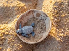 World Turtle Day: Winning the Race Against Time