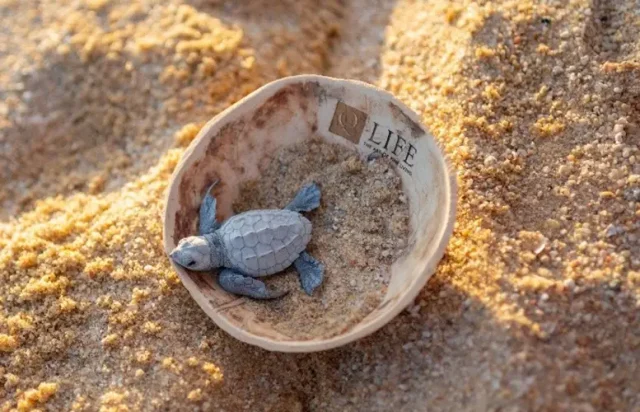 World Turtle Day copy