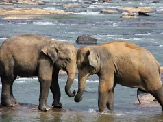 Where to Go for Ultimate Wildlife Adventures