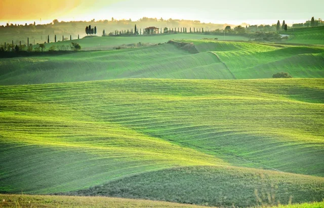 field-612074_1280 copy