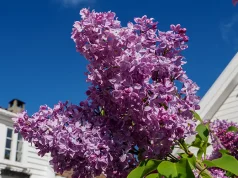 Escape to Mackinac Island’s Lilac Festival – with a Serene Stay at The Inn at Stonecliffe