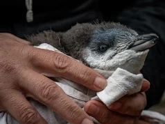 The Farm That Brought Little Blue Penguins Back