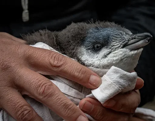 The Farm That Brought Little Blue Penguins Back