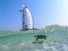 72 Rehabilitated Turtles Returned to the Wild for World Sea Turtle Day