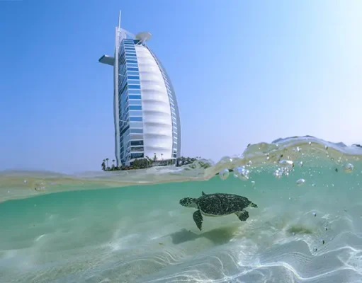72 Rehabilitated Turtles Returned to the Wild for World Sea Turtle Day