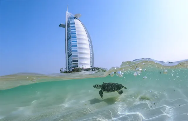 DTRP _ World Sea Turtle Day - Turtle 11 copy
