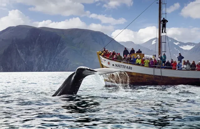 Iceland Whale Watching Boat Group copy