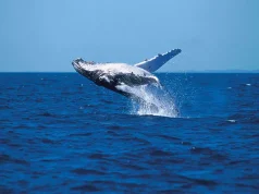 SeaLink Marine & Tourism offers brilliant whale watching experiences across Australia