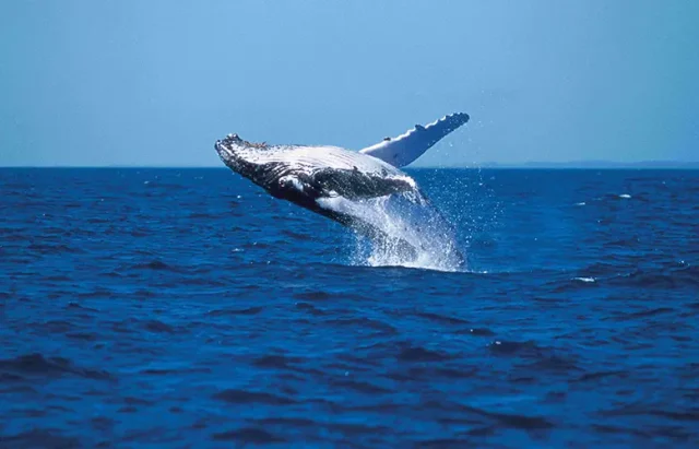 TravMedia_USA_1697184_Whales1 copy