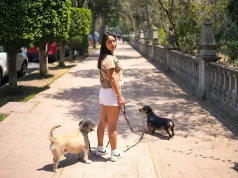 How to Plan the Perfect Pet-Friendly Vacation Without Compromise