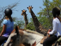 Luxury Equine Hotels for Horse Lovers Worldwide