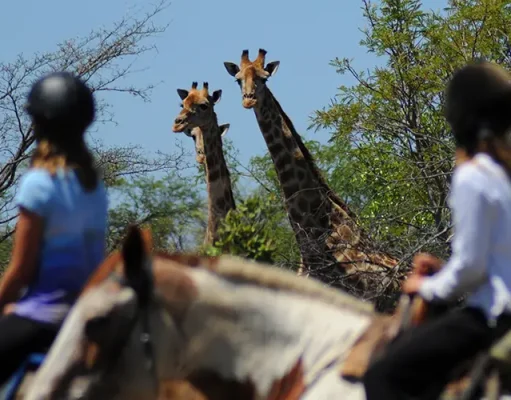 Luxury Equine Hotels for Horse Lovers Worldwide