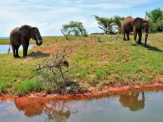 Top 10 Must-Visit National Parks in Zimbabwe for Wildlife Lovers