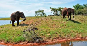 The Big Five are the Most Popular Game Animals to See in Kenya