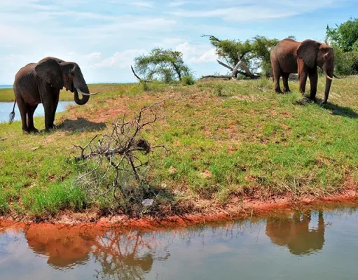 The Big Five are the Most Popular Game Animals to See in Kenya