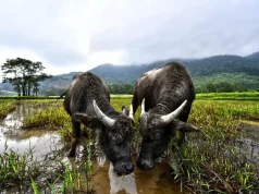 Vietnam Golf Coast Doubles Down on Course Improvements