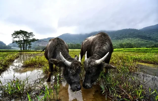 water buffalo bio mowers at Laguna Golf Lang Co copy