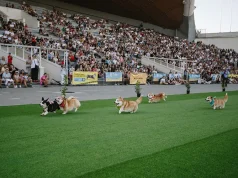 Corgi Race Vilnius 2025 Brings World’s Cutest Athletes to Town