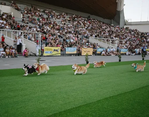 Corgi Race Vilnius 2025 Brings World’s Cutest Athletes to Town
