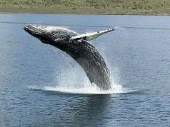Meet the Whales of North Iceland: New Akureyri Adventures with Special Tours