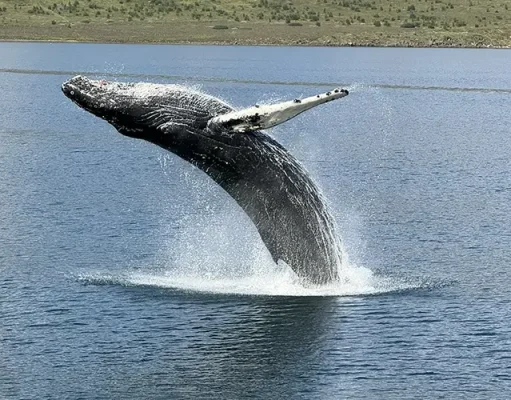 Meet the Whales of North Iceland: New Akureyri Adventures with Special Tours