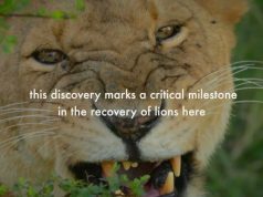 Lions Roar Back! | Camera Traps Capture First Cubs in Decades in North-Eastern Central African Republic