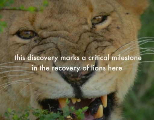 Lions Roar Back! | Camera Traps Capture First Cubs in Decades in North-Eastern Central African Republic