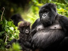 Rwanda: A Bucket List Journey of a Lifetime