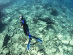 Diving in La Paz, B.C.S. Explore the underwater world of the Gulf of California