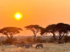 Ruaha National Park: Tanzania’s Most Secluded Safari Destination