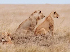 Best Safari Tour Operators in Tanzania