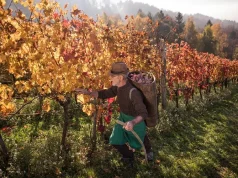Slovenia in Autumn: Trails, Tastings, Culture, and Calm