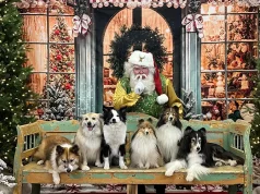 Experience Christmas Magic at Skagit Acres